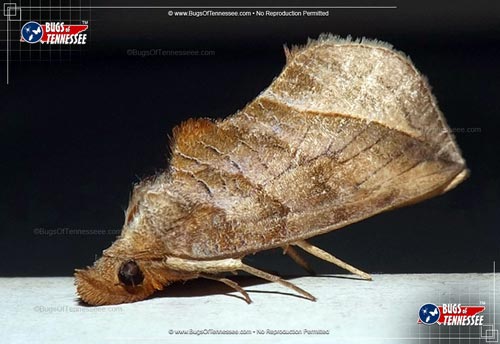 Image of an adult Canadian Owlet Moth flying insect.