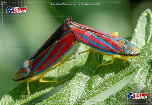 Image of a pair of Adult Candy-striped Leafhopper insects mating.
