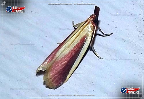 Image of an adult Carmine Snout Moth flying insect at rest.