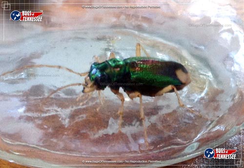 Image of an adult Carolina Tiger Beetle insect under glass.
