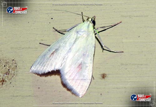 Image of an adult Carrot Seed Moth at rest.