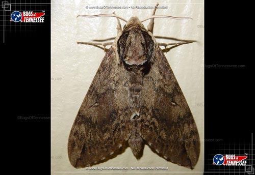 Image of an adult Catalpa Sphinx Moth flying insect.