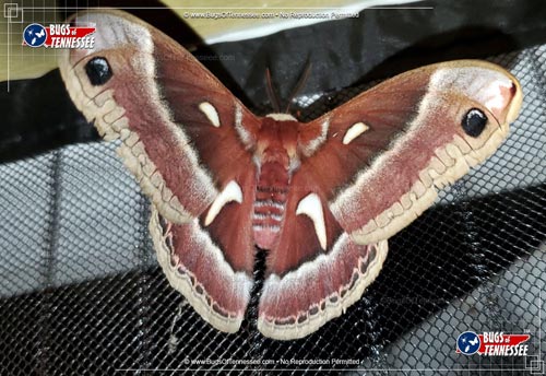 Image of an adult Ceanothus Silkmoth flying insect at rest.