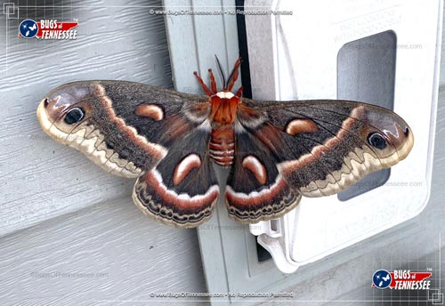 Image of an adult Cecropia Silk Moth flying insect at rest; full detail.