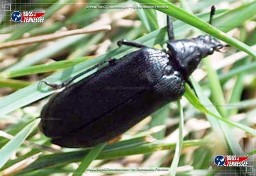 Image showing an adult Cedar Beetle in the wild, daylight hours.