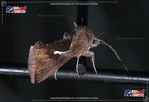 Image of an adult Celery Looper Moth flying insect at rest.
