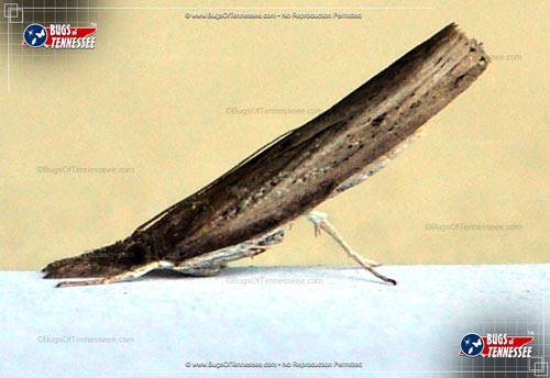 Image of an adult Changeable Grass-veneer Moth flying insect; profile view.