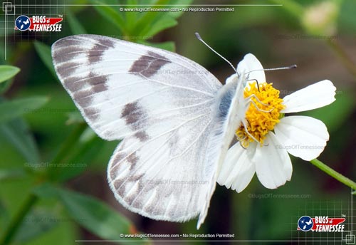 Image of an adult Checkered White Butterfly flying insect at rest.
