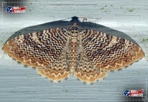 Image of an adult Cherry Scallop Shell Moth flying insect at rest, wings open showing detail.