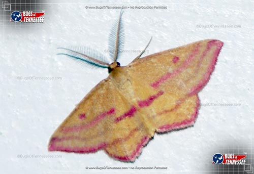 Image of an adult Cickweed Geometer Moth flying insect at rest; wings out.
