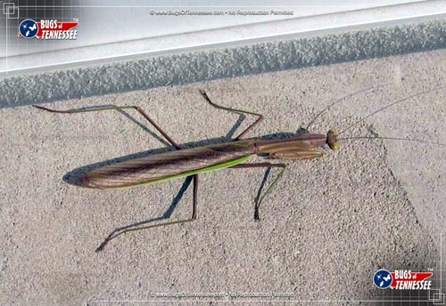 Image of an adult Chinese Mantid at rest, outdoors.