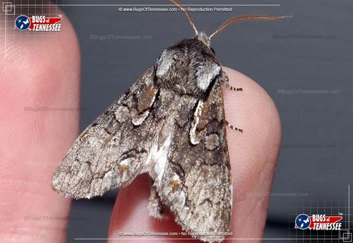 Image of an adult Chosen Sallow Moth flying insect at rest on finger tip.