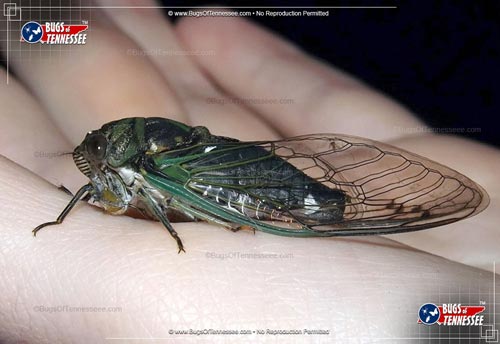 Image of an adult Cicada flying insect.