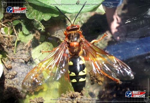 Image of an adult Cicada Killer flying insect wasp at rest.
