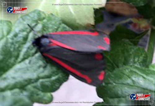 Image of an adult Cinnabar Moth flying insect at rest.