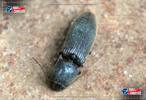 Image of an adult Click Beetle insect at rest.