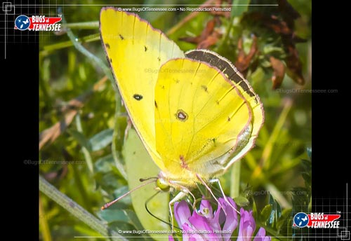 Image of an adult Clouded Sulphur Butterfly flying insect at rest.