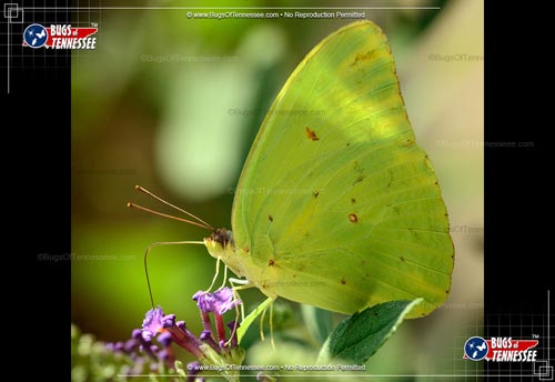 Image of an adult Cloudless Sulphur Butterfly flying insect at rest.