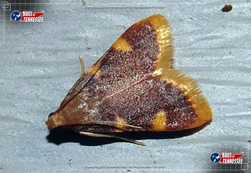 Image of an adult Clover Hayworm Moth flying insect at rest.