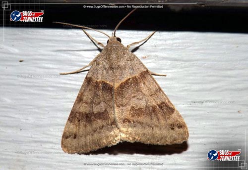 Image of an adult Clover Looper Moth flying insect at rest, showing detail.