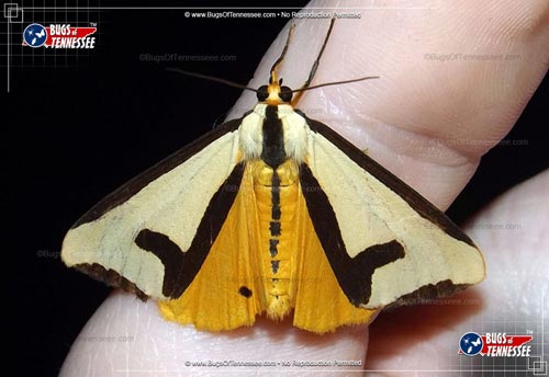 Image of an adult Clymene Haploa Moth flying insect showing detail.