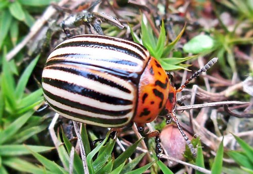 Image of an adult Colorado Potato Beetle in detail; full color.
