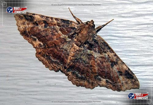 Image of an adult Colorful Zale moth flying insect at rest with wings extended.