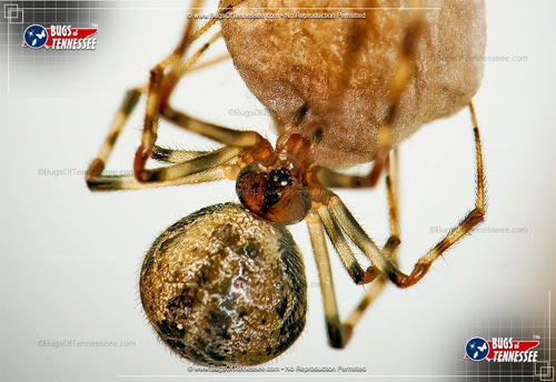 Image of an adult Comb-clawed Spider insect with web sac.