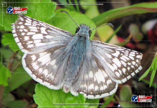 Image of an adult Common Checkered-Skipper flying insect at rest, wings open.