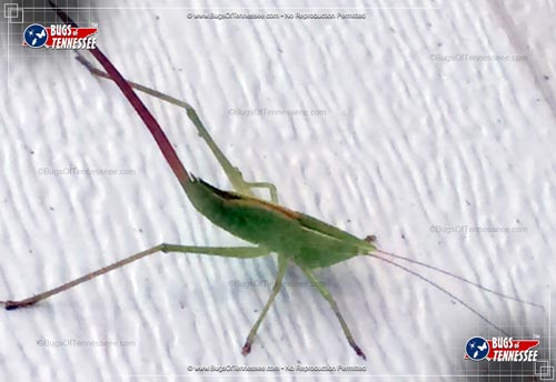 Image of an adult Common Conehead katydid jumping insect.