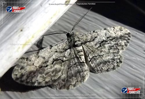 Image of an adult Common Gray Moth flying insect at rest, wings open for detail.