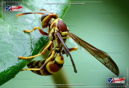 Image of an adult Common Paper Wasp showing extreme detail.