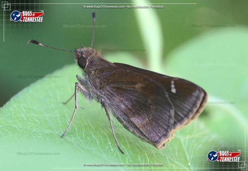 Image of an adult Common Roadside-Skipper flying insect at rest, wings closed.