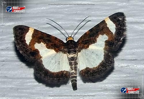 Image of an adult Common Spring Moth with wings fully opened, showing pattern.