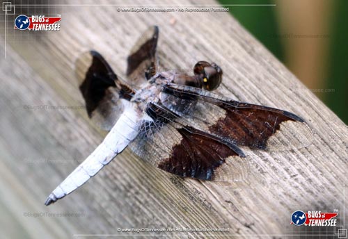 Image of an adult Common Whitetail Skimmer dragonfly at rest showing detail.