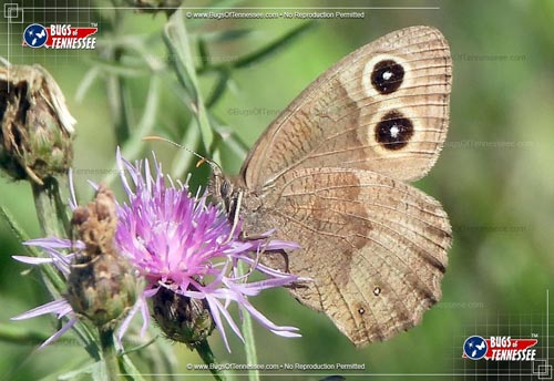 Image of an adult Common Wood Nymph Butterfly at rest on a flower.