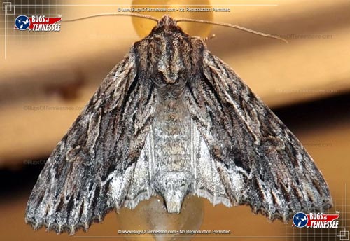 Image of an adult Confused Woodgrain Moth showing detail, wings extended.