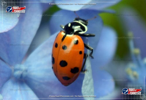 Image of an adult Convergent Lady Beetle in the garden.