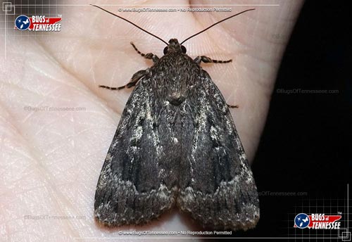 Image of an adult Copper Underwing Moth flying insect at rest.
