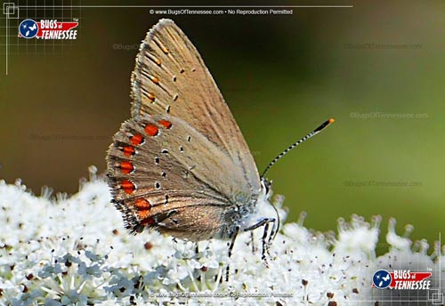Image of an adult Coral Hairstreak Butterfly at rest on a flower.