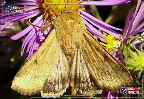Image of an adult Corn Earworm Moth at rest showing detail.