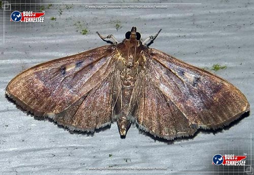 Image of an adult Crambid Snout Moth flying insect.