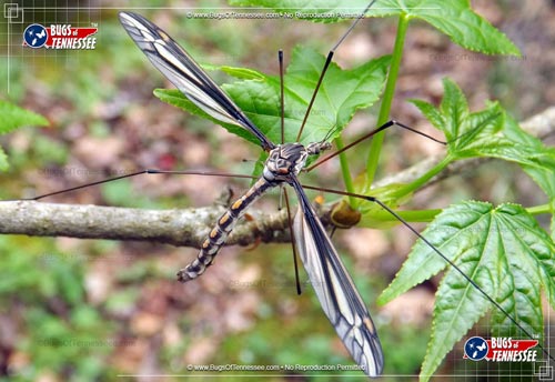 Image of an adult Crane Fly at rest showing detail.