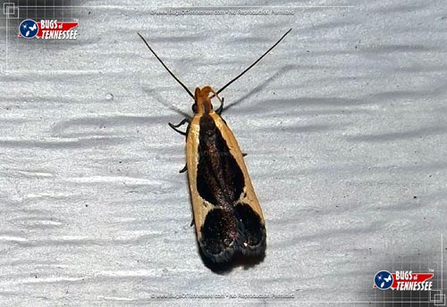 Image of an adult Cream-bordered Dichomeris moth flying insect at rest.
