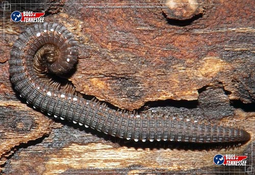 Image of an adult Crested Millipede crawling insect.