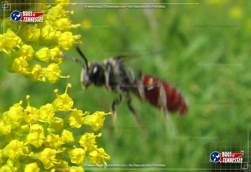 Image of an adult Cuckoo Bee hovering over a flower field.