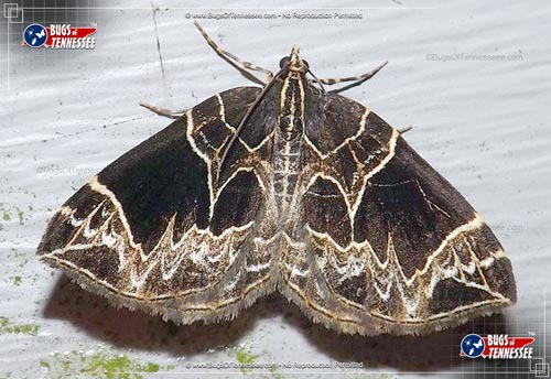Image of an adult Dark Banded Geometer Moth at rest showing full detail.