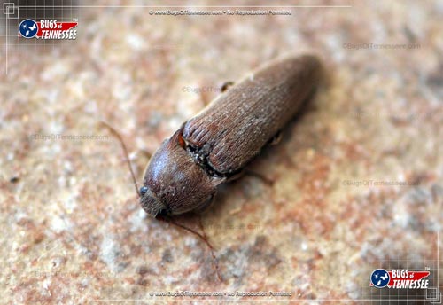 Image of an adult Dark Brown Click Beetle at rest.
