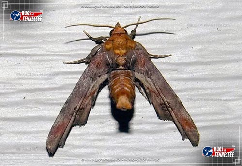 Image of an adult Dark Marathyssa Moth flying insect at rest showing full detail.