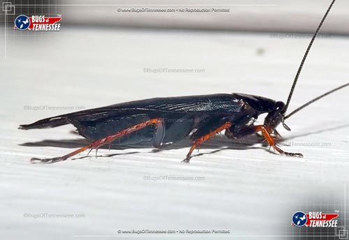 Side view of the Dark Wood Cockroach.